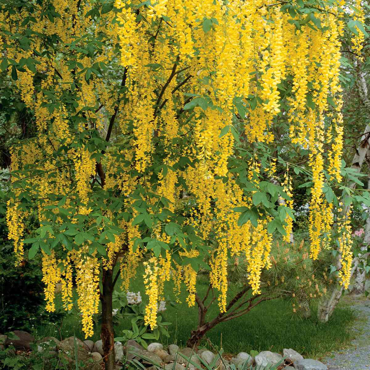 Golden Chain Tree Laburnum x watereri