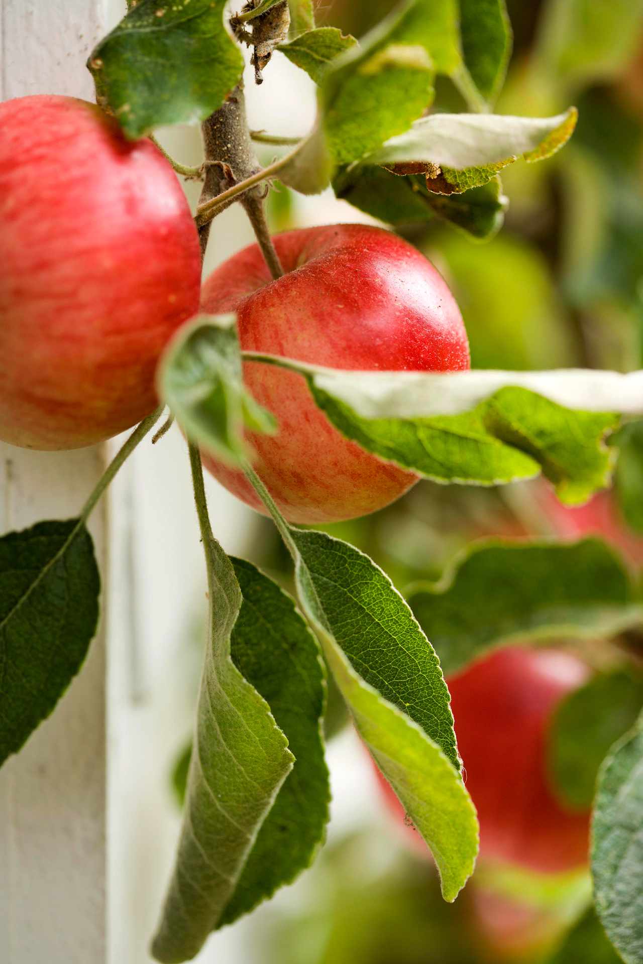 red ripened apples on tree branch