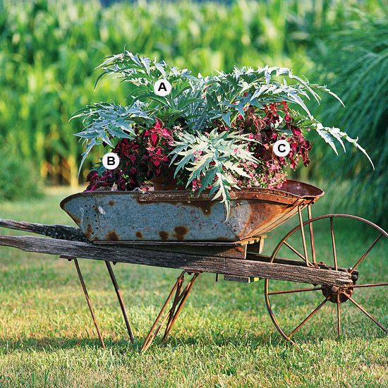 wheelbarrow container with cardoon, coleus, and diascia