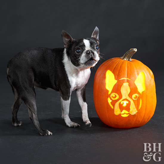 boston terrier with carved pumpkin