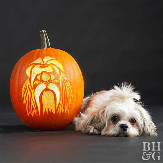 shih tzu with carved pumpkin