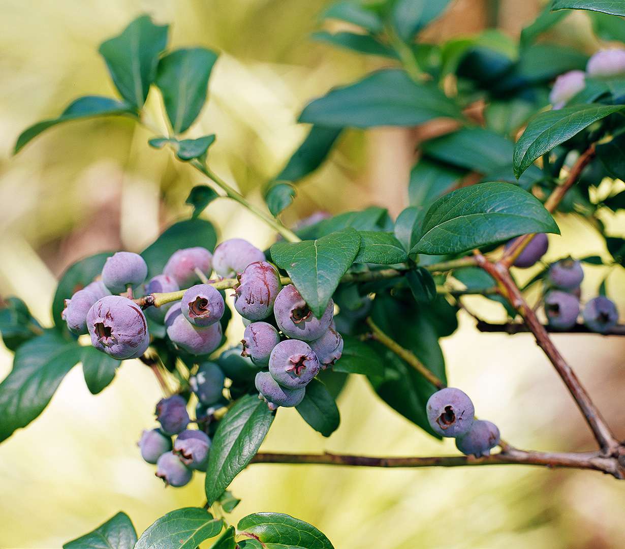 highbush blueberry vaccinum corymbosum berry plant