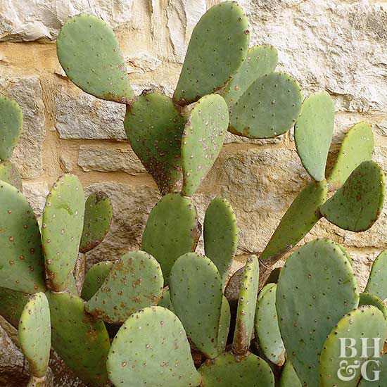 Prickly pear cactus Opuntia