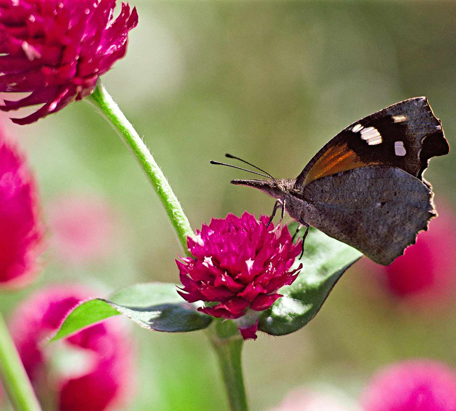 Butterfly Garden Plants Better Homes Gardens
