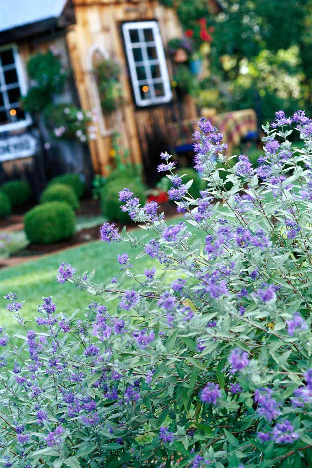 The 20 Best Summer Blooming Shrubs for Your Garden   Better Homes ...