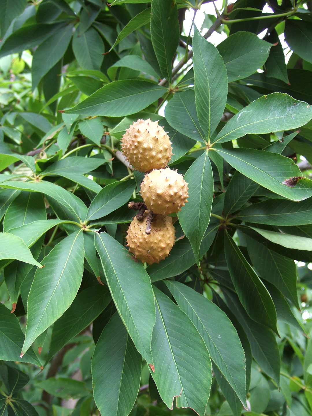 yellow spiked seed pods growing on branches with leaves