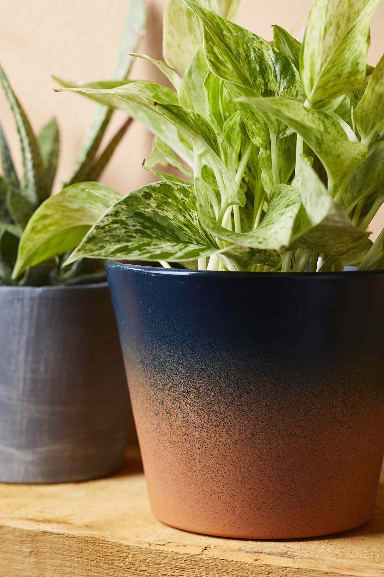 Pothos plant in ombre blue and orange terra-cotta pot on a wooden shelf