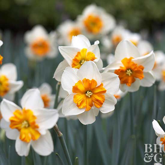 Parisienne daffodil, Daffodil, narcissus, bulb, flower, perennial flower, jonquil, spring