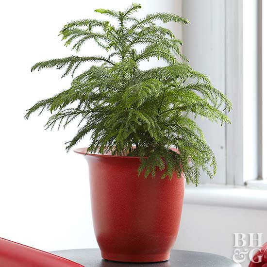 norfolk pine in red planter