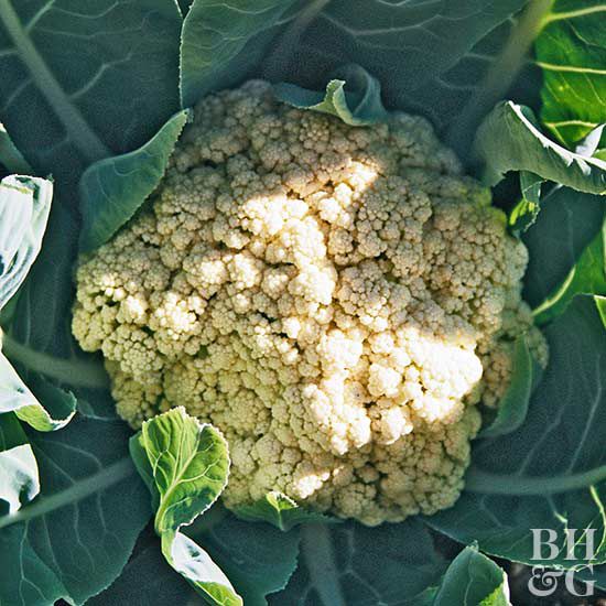 Cauliflower Brassica oleracea Botrytis_ group