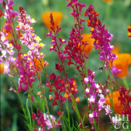 'Fairy Bouquet' toadflax Linaria