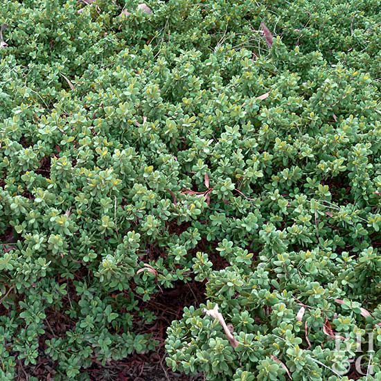 Australian Tea Tree Leptospermum laevigatum