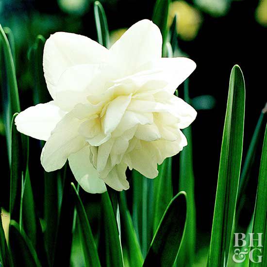 Obdan daffodil, Daffodil, narcissus, bulb, flower, perennial flower, jonquil, spring