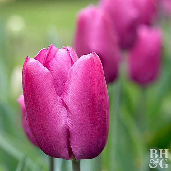 Purple Prince tulip