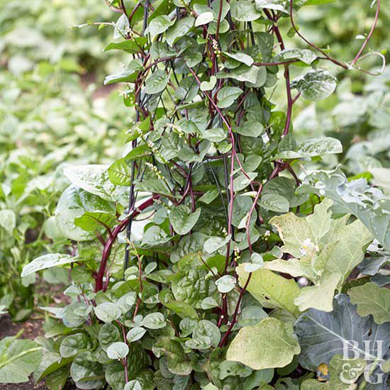Malabar Spinach Basella rubra