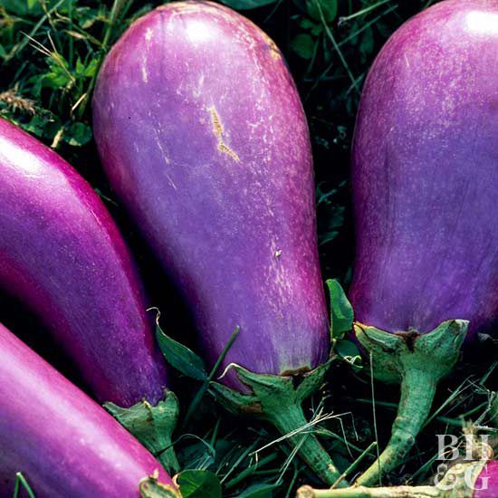 Eggplant Solanum melongena