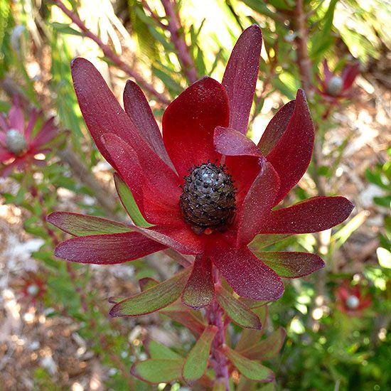 Leucadendron 'Red Gem'