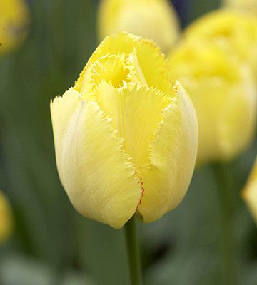 Fringed Elegance tulip