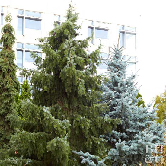 'Bruns' Serbian spruce Picea omorika