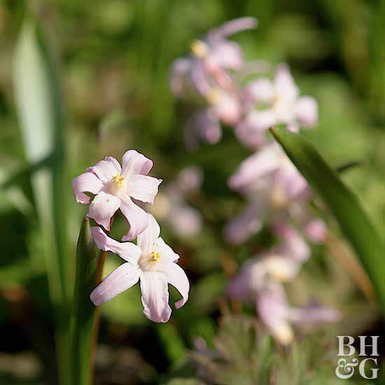 'Pink Giant' glory-of-the-snow Chionodoxa lucilae