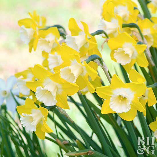 Daffodil Narcissus 'Intrigue'