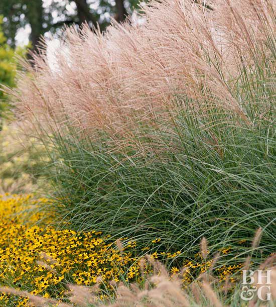'Morning Light' miscanthus, Miscanthus, Privacy Screen, Privacy, Rudbeckia, Black-Eyed Susan