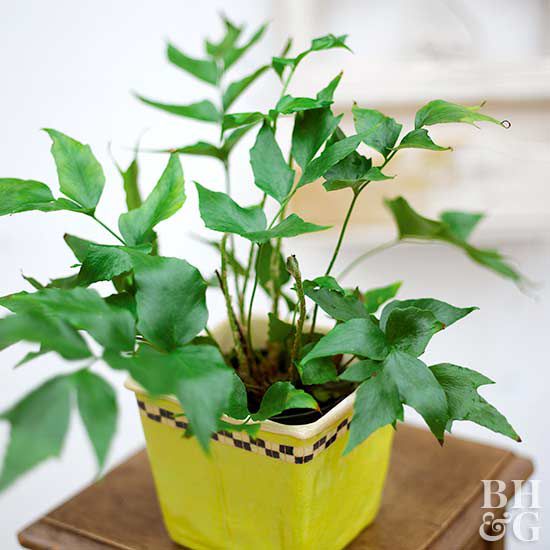 Indoor-Stechpalmenpflanze