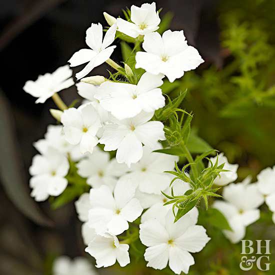 intensia white phlox flower