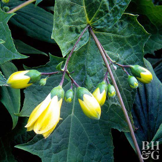 Kirengeshoma palmata yellow waxy bells plant