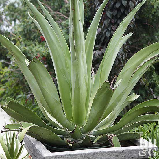 Octopus agave