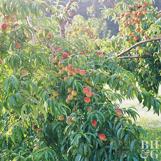 Peach Prunus perscia 'Canadian Harmony'