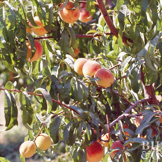 Peach Prunus Perscia 'Elberta'