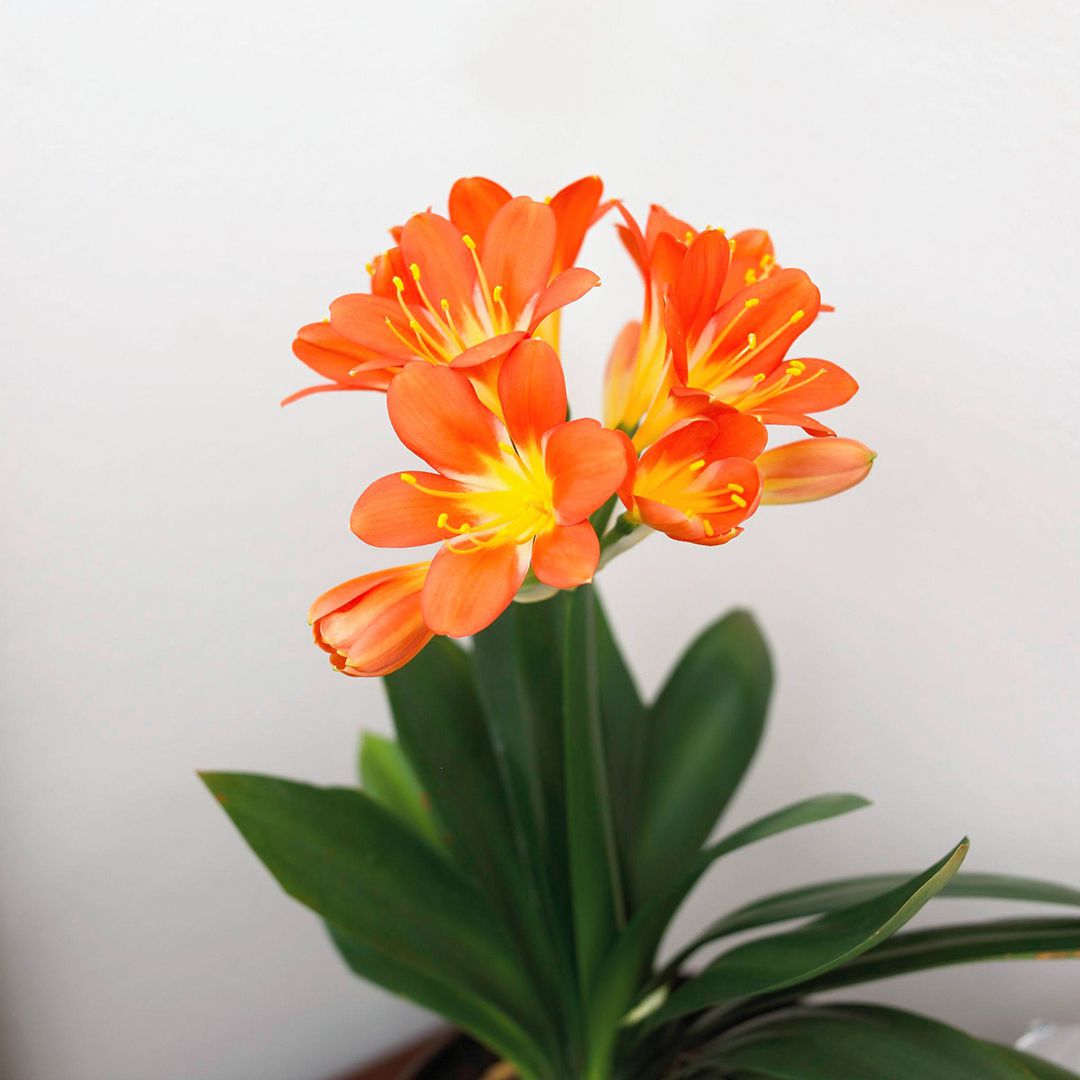 Best indoor flowering plants