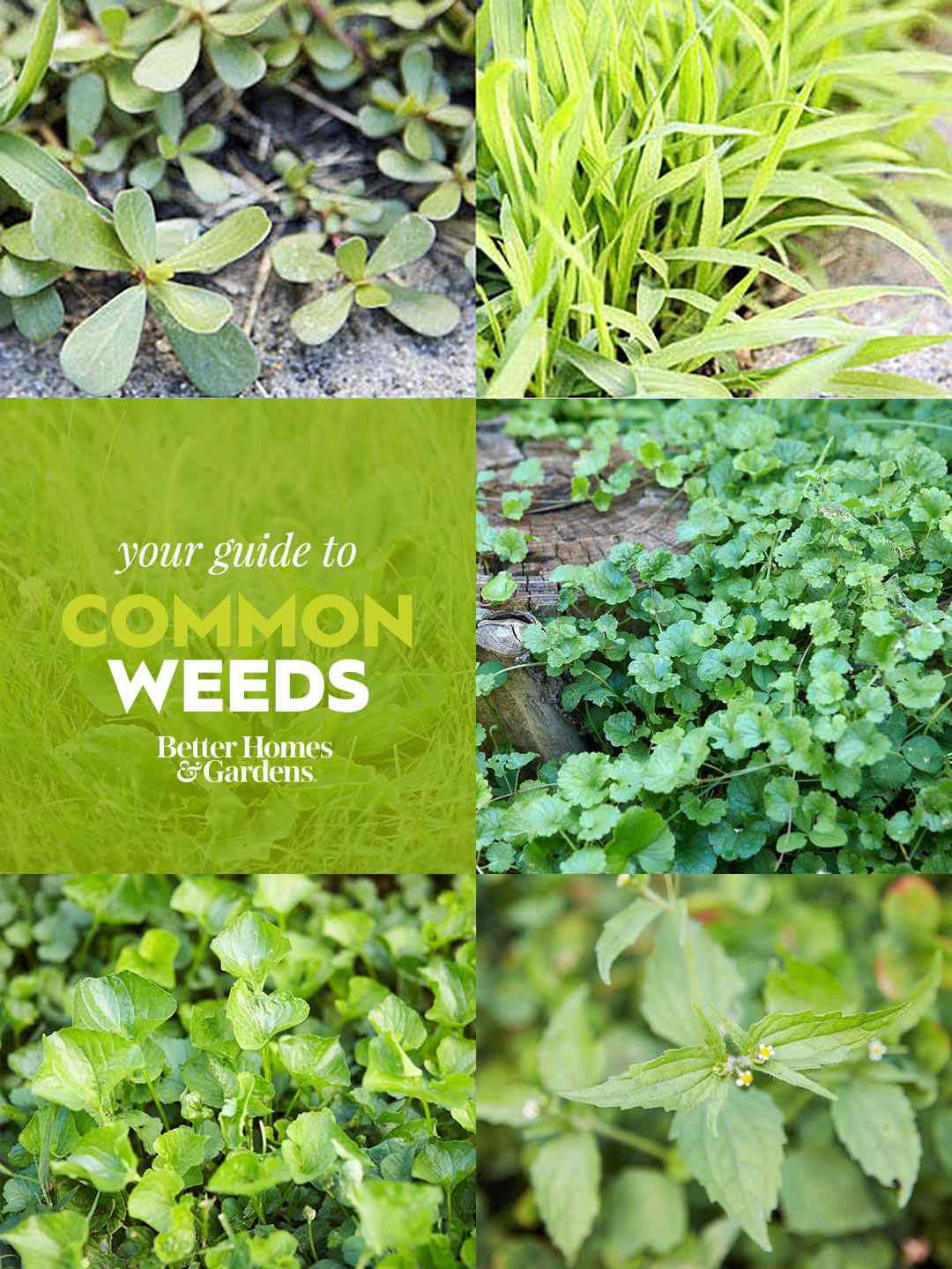 common weeds