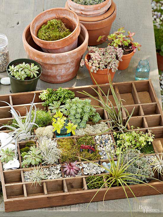 miniature garden compartments