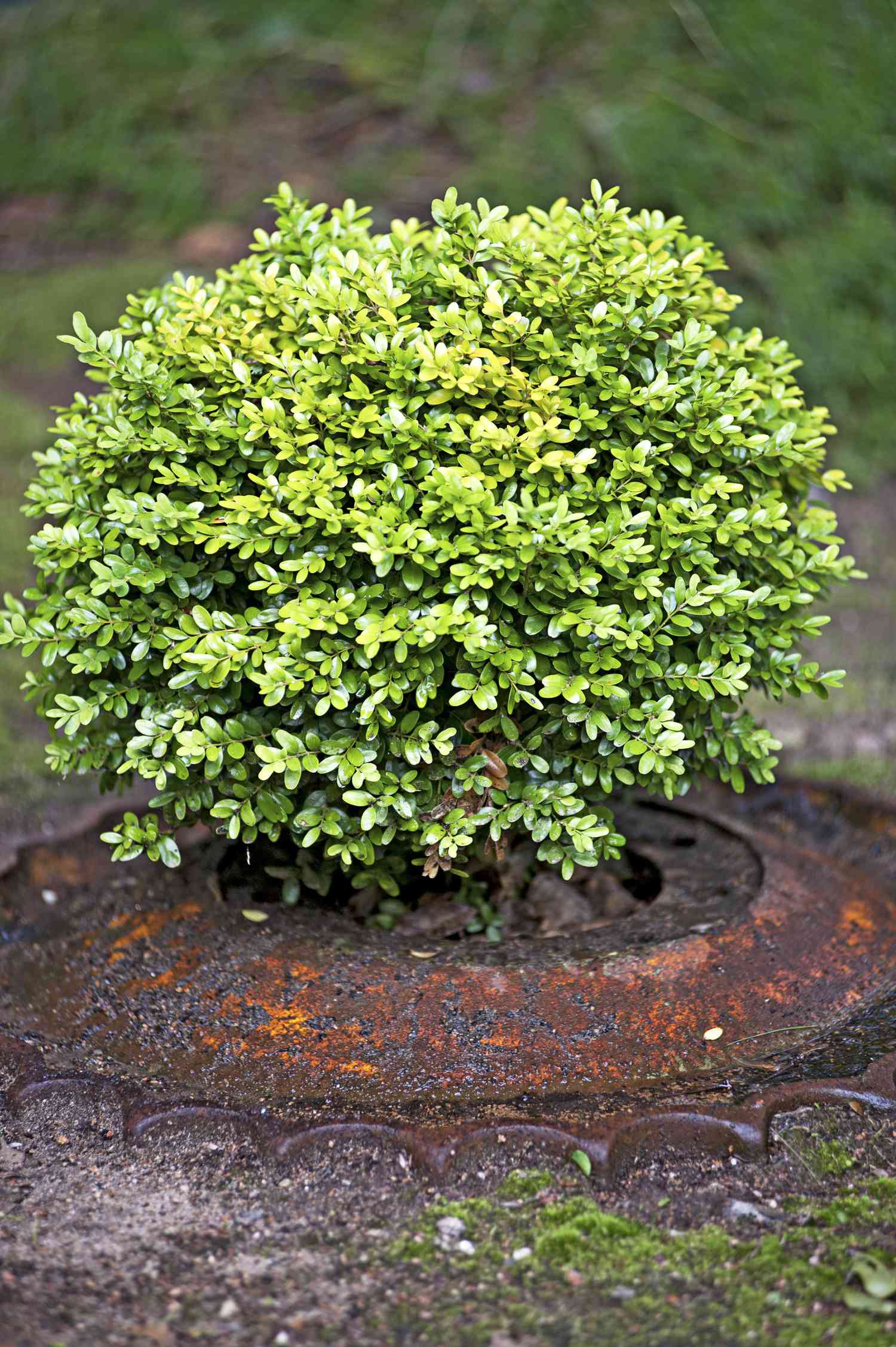 22 Best Plants For Hedges Better Homes Gardens,Prince William Education