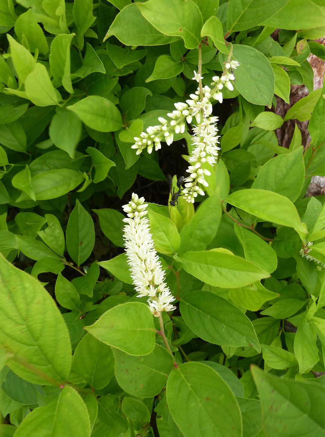 Virginia Sweetspire small white flowers shrub