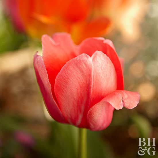 Tulipa 'Pink Impression'