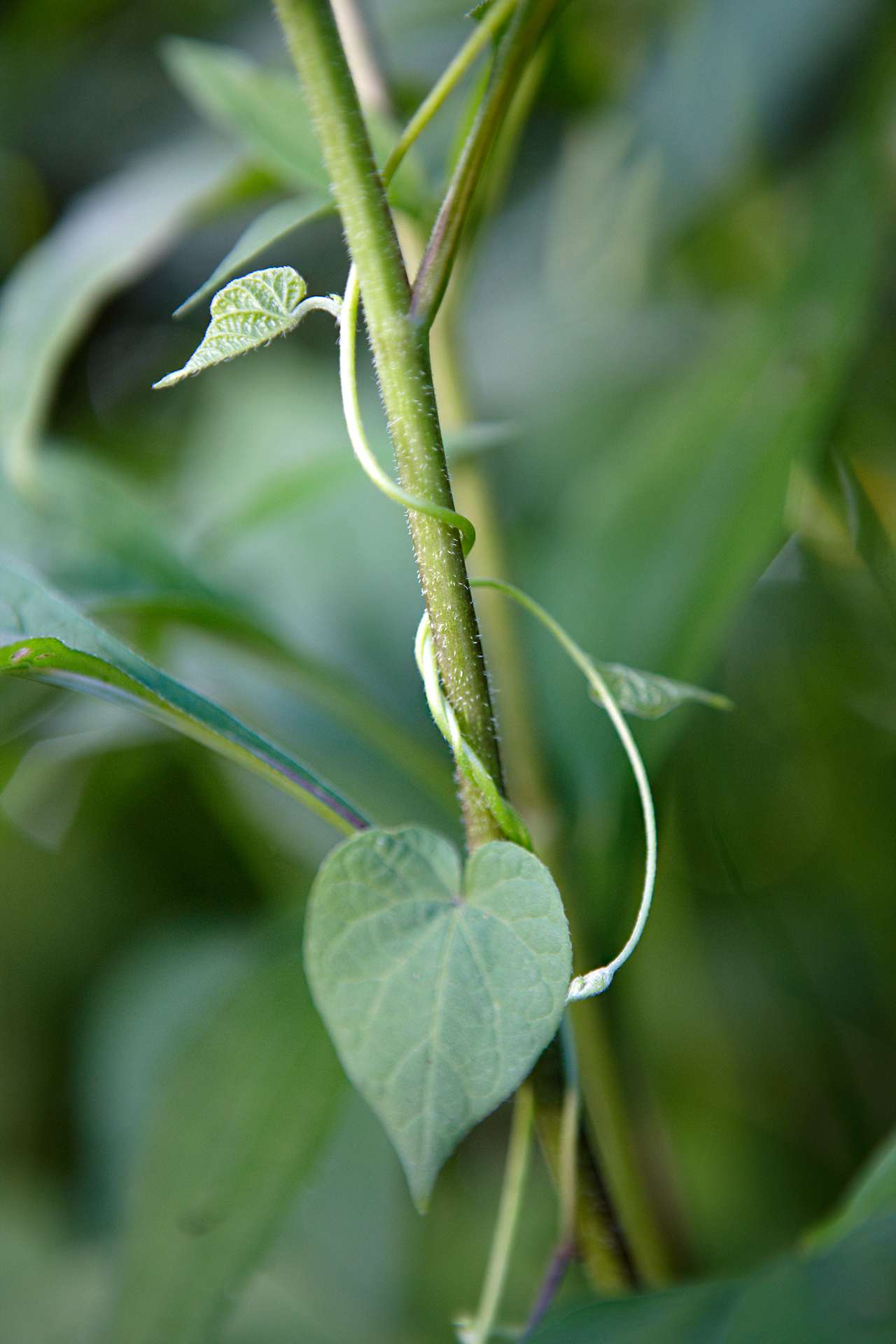 detail of climbing bindweed broadleaf weed