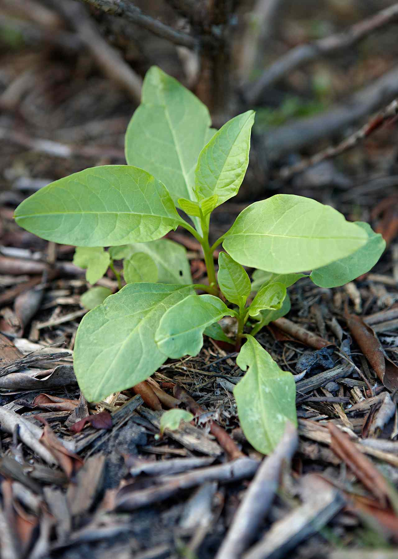 detail of pokeweed emerging from dirt
