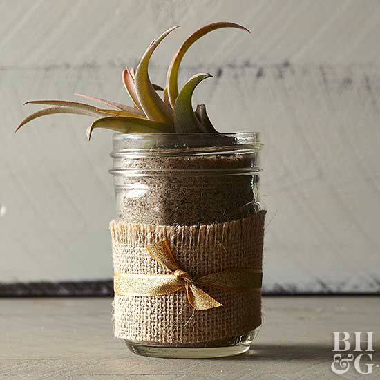 plant in jar