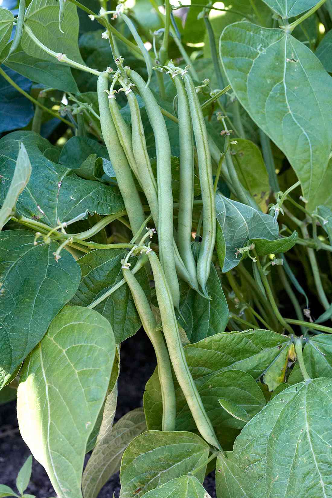 derby green beans hanging from vine