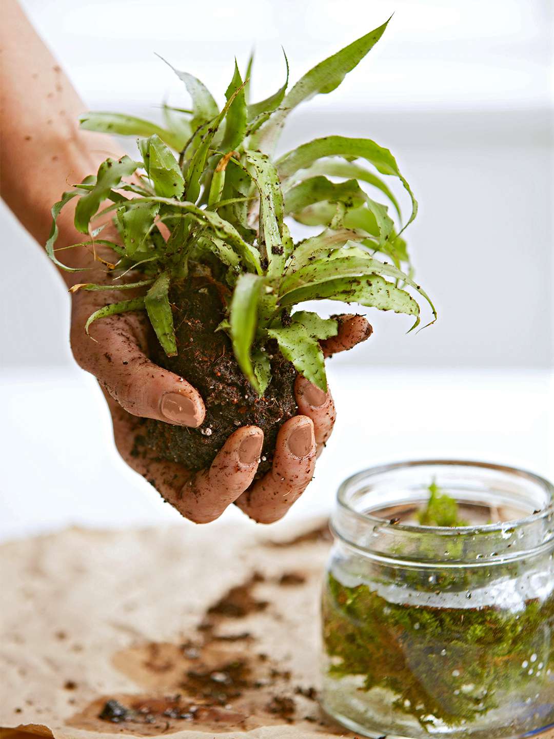 hand holding kokedama moss above brown paper with glass jar