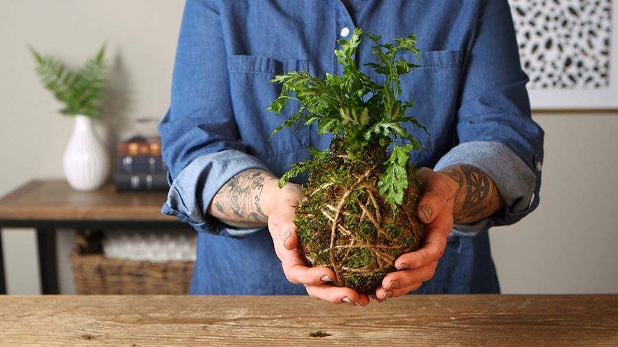 Try the Trend: Kokedama