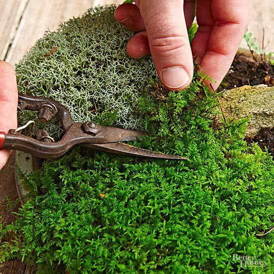 How To Make A Tabletop Moss Garden Better Homes Gardens