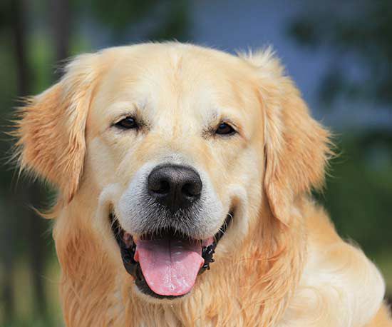 Dog Care Facts Every Golden Retriever Owner Needs To Know Better