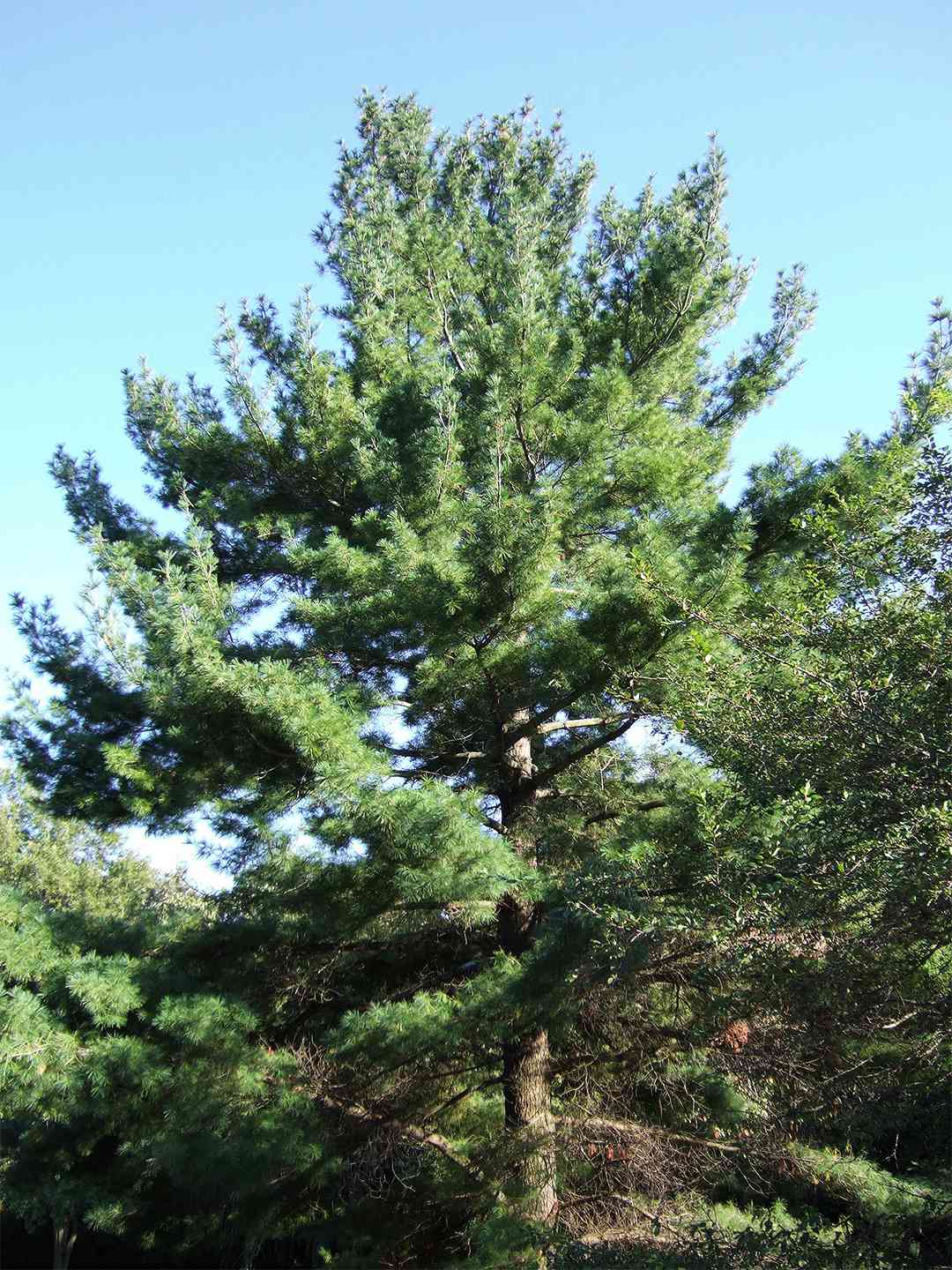 10 Outstanding Evergreen Trees For Privacy Better Homes Gardens