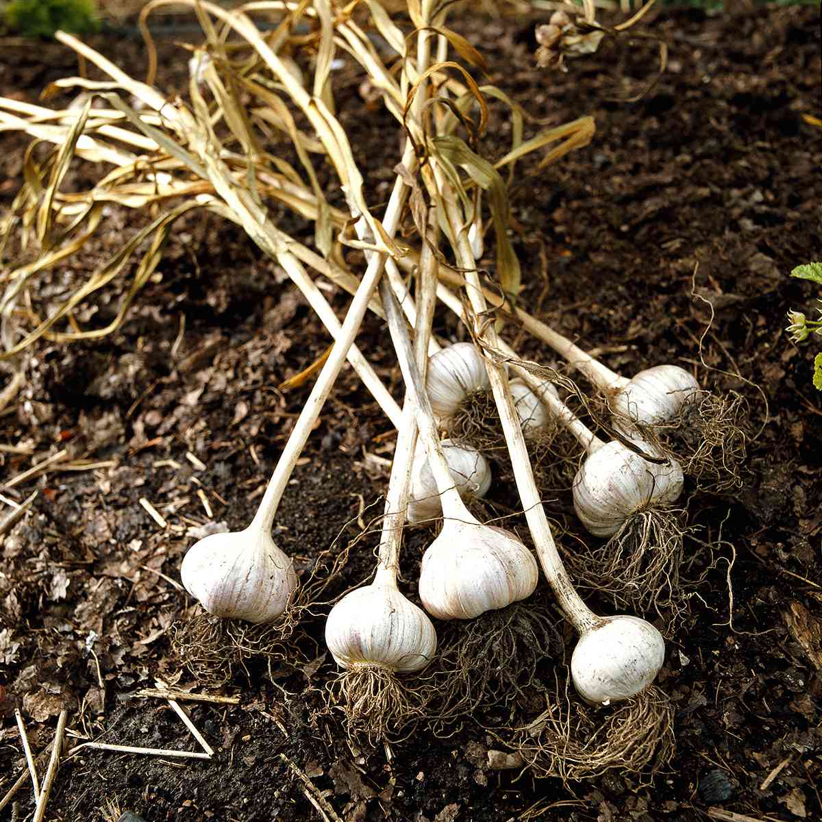 silver white garlic cloves in dirt and mulch