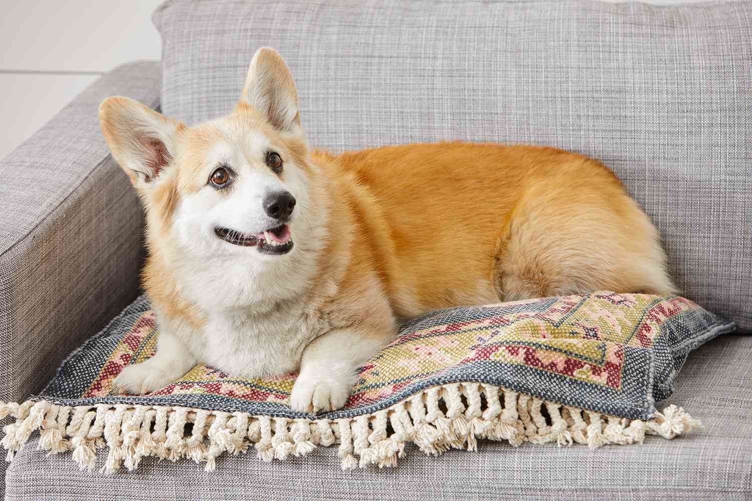 cute dog using red dog pillow