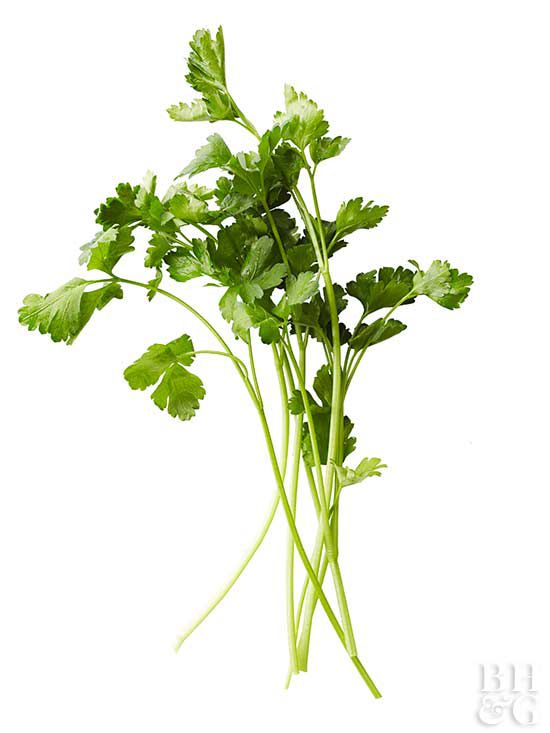 Growing Cilantro For The Freshest Flavor Better Homes Gardens,Sympathy Message For Loss Of Dog